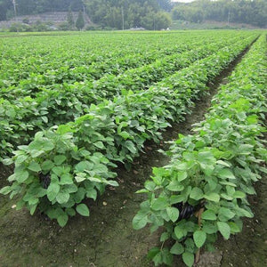 Adachi Kuromame Shoyu 1-Year Aged Tamba Black Soybean Soy Sauce 300ml - YOYO JAPAN