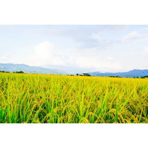 Gishi Kakimochi Dried Japanese Glutinous Rice Cake Assortment 330g - YOYO JAPAN