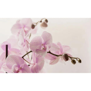 La Corbeille Organic Laundry Fabric Freshener Antibacterial Spray Deodorant 200ml - YOYO JAPAN