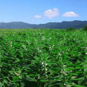 Manten Roasted Japanese Black Sesame Seeds From Kyushu 30g - YOYO JAPAN