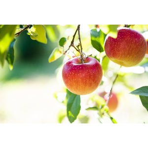 Marukan Pure Japanese Fuji Apple Cider Vinegar 360ml - YOYO JAPAN