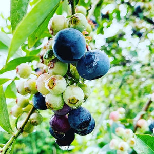 Marushige Blueberry Premium Drinking Vinegar 500ml - YOYO JAPAN