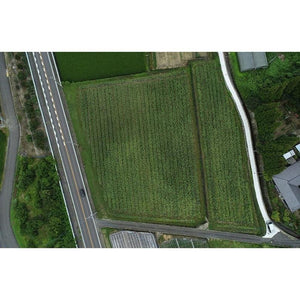 Horiuchi Toasted Golden Japanese Sesame Seeds 50g - YOYO JAPAN