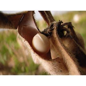 Kanazawa Daichi Kinako Organic Roasted Soybean Powder 80g - YOYO JAPAN