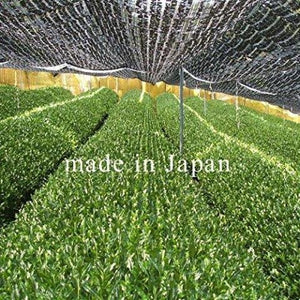 Honjien Organic Matcha Japanese Green Tea Powder High Grade 30g - YOYO JAPAN