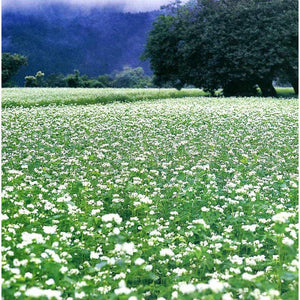 Kajino Nihachi Soba Noodles Premium Japanese Buckwheat Noodles 200g - YOYO JAPAN