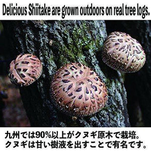 Sugimoto Dried Organic Japanese Shiitake Mushrooms 70g - YOYO JAPAN