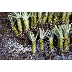 Kameya Wasabi Furikake Rice Seasoning 48g - YOYO JAPAN