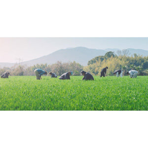 Yakult Watashi no Aojiru Green Barley Grass Juice Powder (60 Sticks) 240g - YOYO JAPAN