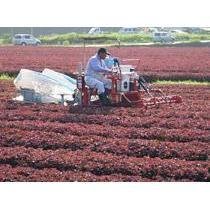 Mishima Yukari Shiso Furikake Rice Seasoning 200g - YOYO JAPAN