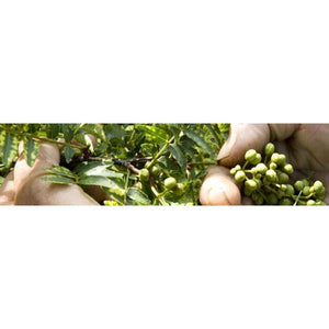 Yawataya Isogoro Shichimi Togarashi Seasoning Can 14g - YOYO JAPAN