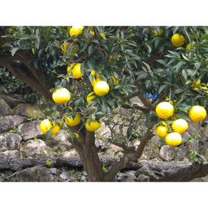 Adachi Organic Yuzu Ponzu Sauce 360ml