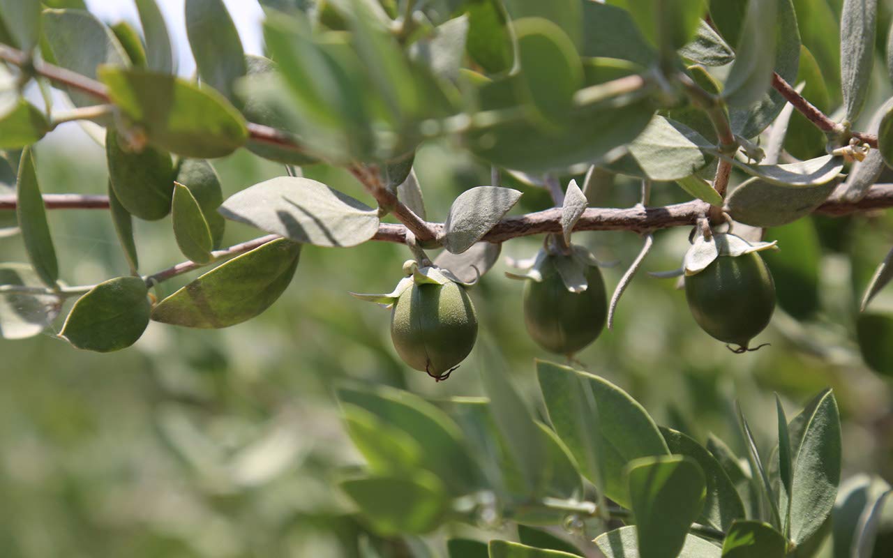 Muji Jojoba Oil 200ml - Japanese Jojoba Oil Brands - Moisturizing Cosmetics