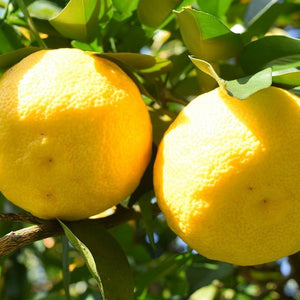 Daily Aroma Japan Yuzu Milky Body Lotion 200g