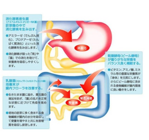 1000 Tablets Wakamoto Strong Wakamoto with brewer’s yeast, offering energy boost