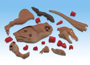 Megahouse Tyrannosaurus Kaitai Puzzle Series Japanese Self - Assembly