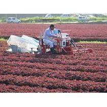 Mishima Yukari Shiso Furikake Rice Seasoning 200g - YOYO JAPAN