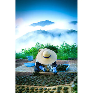 Otoyo Town Goishi Tea Cooperative Goishicha Authentic 50g - Healthy From Japan Food and Beverages