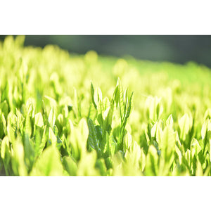 Jas Organic Cultivated Tea Rye Hanoi 100g - YOYO JAPAN