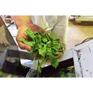 Jas Organic Cultivated Tea Rye Hanoi 100g - YOYO JAPAN