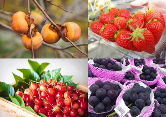 Japanese Fruits 101 – Different Varieties, Health Benefits, and More