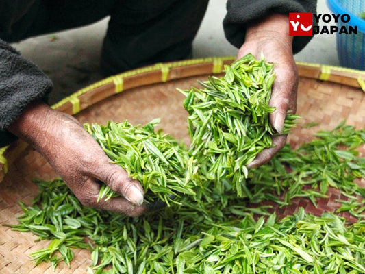 Buy Japanese Tea Leaves: Explore Premium Japanese Tea Leaves at YOYOJAPAN Store