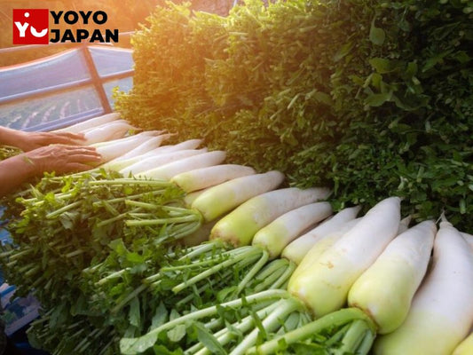 Buy Japanese Daikon Radish: Authentic Japanese Daikon Radish Available at YOYOJAPAN Store