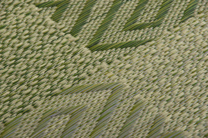 Ikehiko Corporation Rush Zabuton 2-Piece Set Made In Japan Woven Chidori 5 Styles Green 55X55Cm #3127960 - YOYO JAPAN