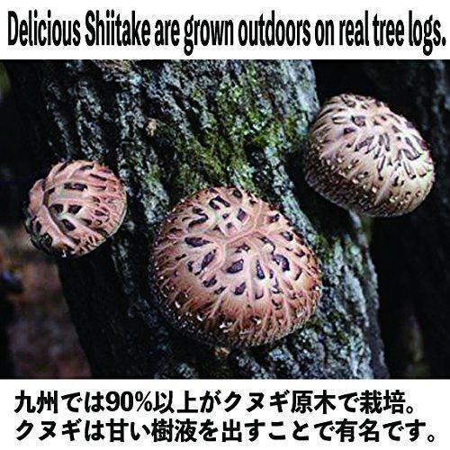 Sugimoto Dried Organic Japanese Shiitake Mushrooms 70g - YOYO JAPAN