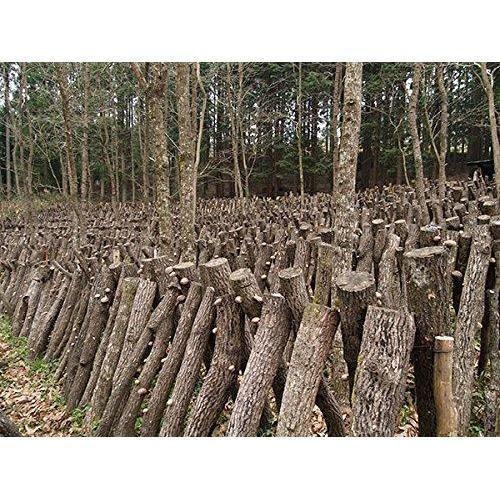 Sugimoto Dried Organic Japanese Shiitake Mushrooms 70g - YOYO JAPAN