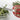 Shimomura Curved Kitchen Scissors Serrated Non-Scratch Scissors - YOYO JAPAN