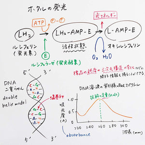 Pentel Whiteboard Marker Set Bold Fit Tip 6 Colors Model Emwl5Bf6St - YOYO JAPAN