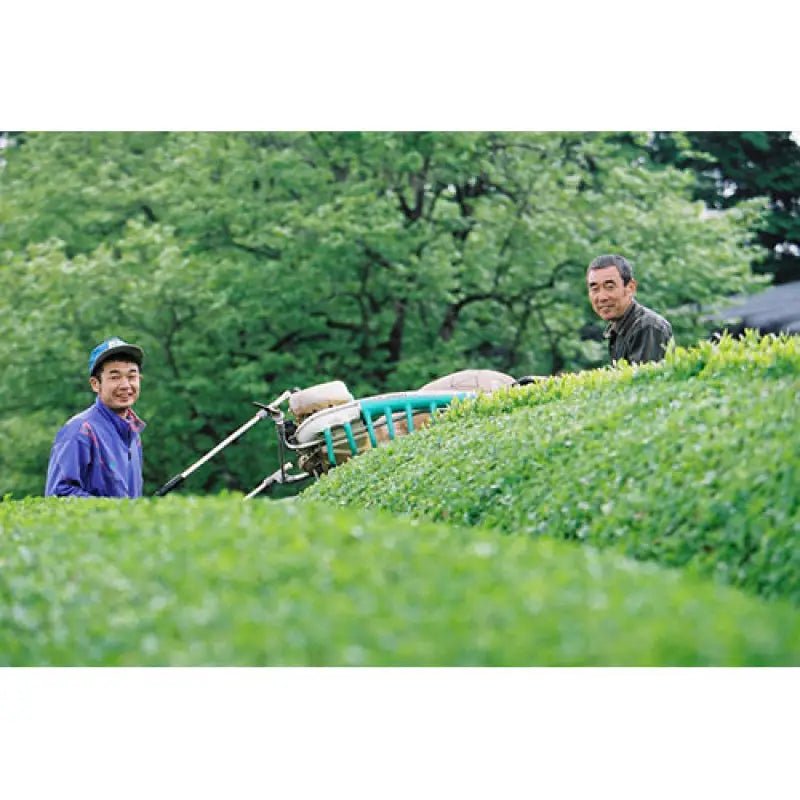 Bio Marche Organic Roasted Tea 2g x 40 Bags - JAS-Certified Organic Tea From Japan - YOYO JAPAN