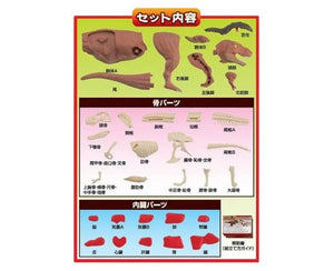 Dinosaur Meat Puzzle: Tyrannosaurus - YOYO JAPAN