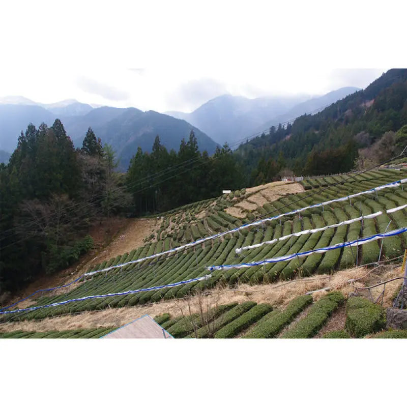 Hakiri Pesticide-Free Tenryu Tea Bag 100g - Natural Green Food and Beverages