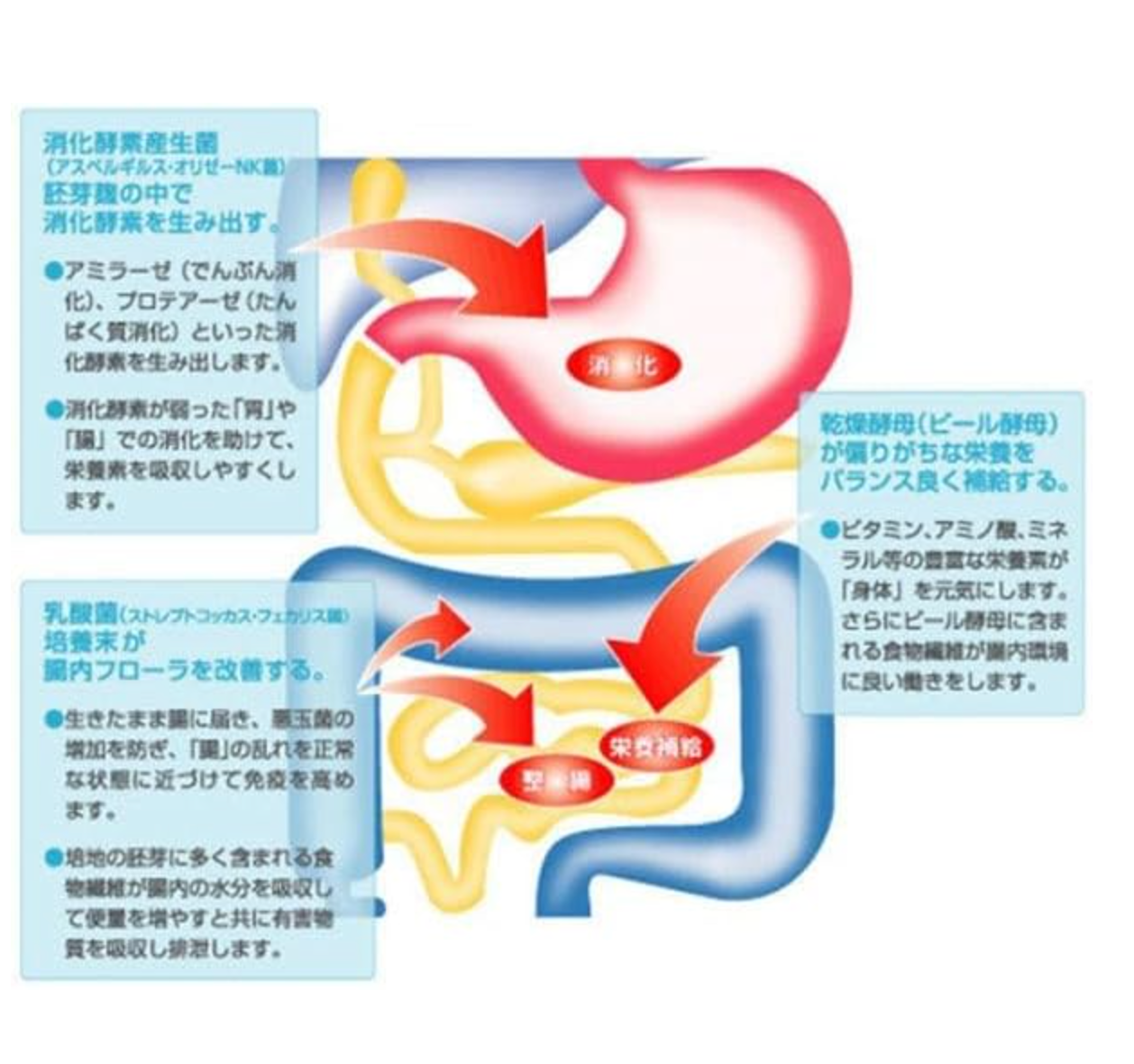 1000 Tablets Wakamoto Strong Wakamoto with brewer’s yeast, offering energy boost