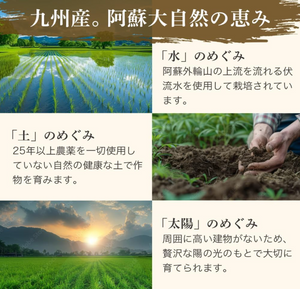 Organic Millet Grains, Organic Millet Rice (200g), 1 Bag - YOYO JAPAN